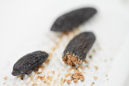 Tonka Beans 15g | Sindibad Spices