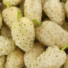 Halva with Mulberry Syrup (Sugar Free) 400g | Shirreza